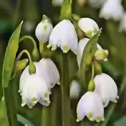 Leucojum